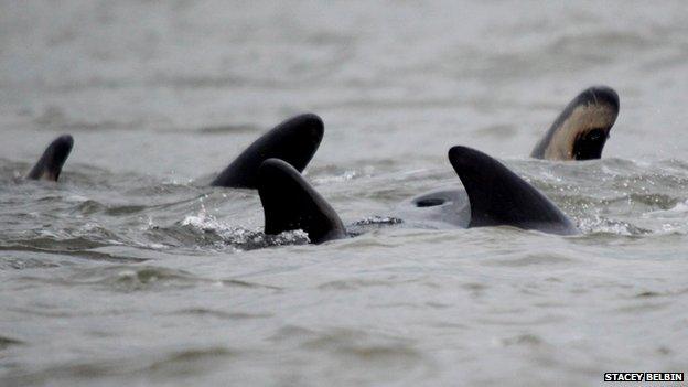 Whales off Essex coast