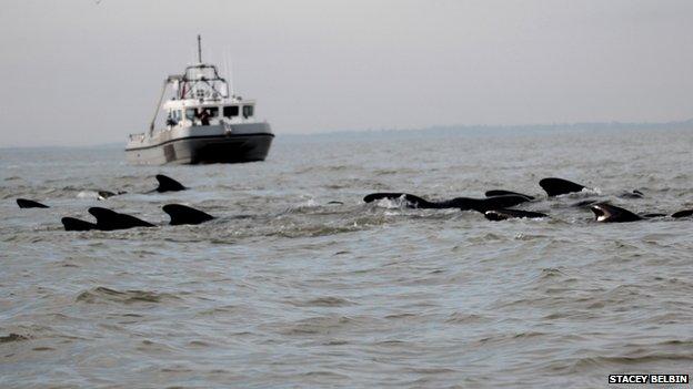 Whales off Essex coast