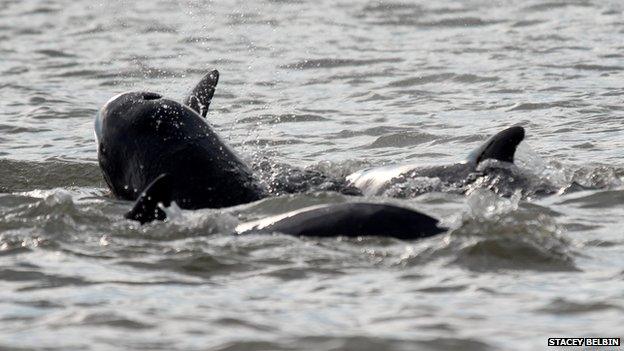 Whales off Essex coast