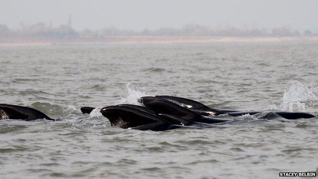 Whales off Essex coast