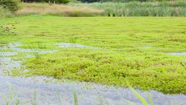 A lake infested with the weed