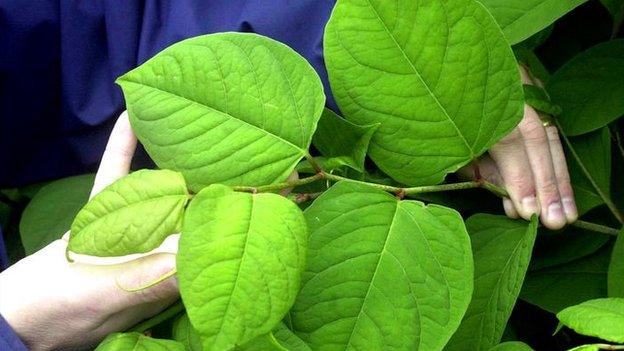 Japanese Knotweed