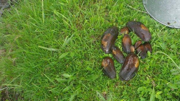 Poached mussels