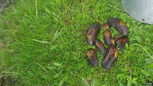 Poached mussels