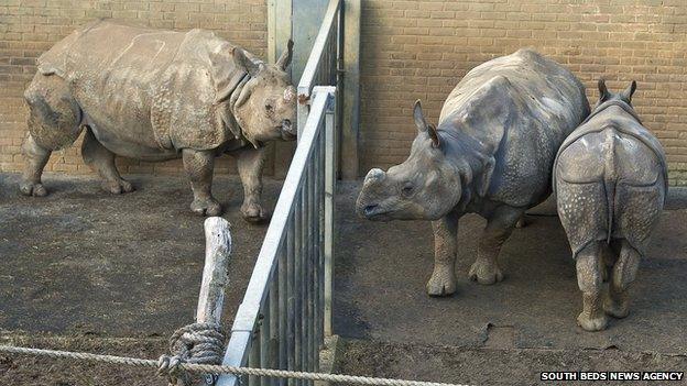 Rhinos in the enclosure at ZSL Whipsnade Zoo