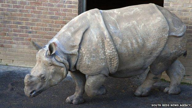 Rhino at ZSL Whipsnade Zoo