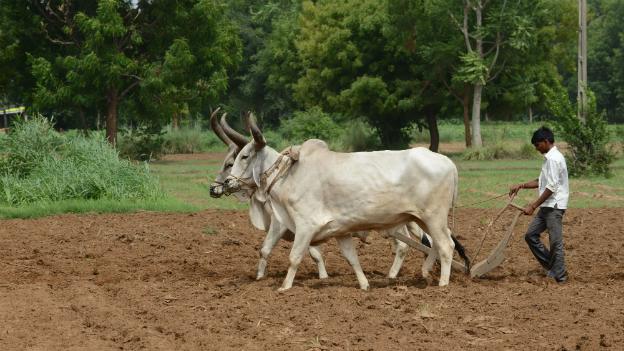 An Indian farmer ploughs his field in an area that was close to being hit by a severe drought - 20 July 2014