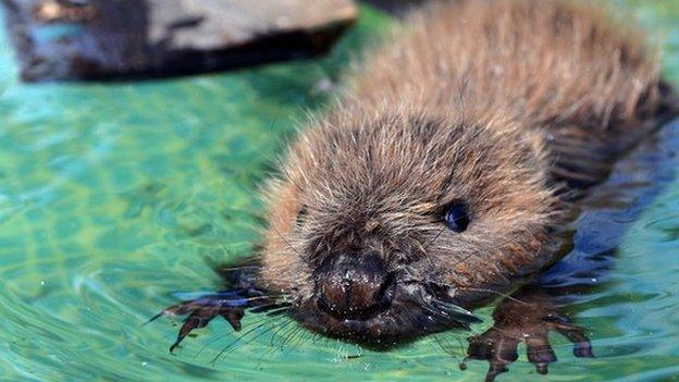 Young beaver