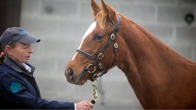 The Frankel filly foal at Goffs