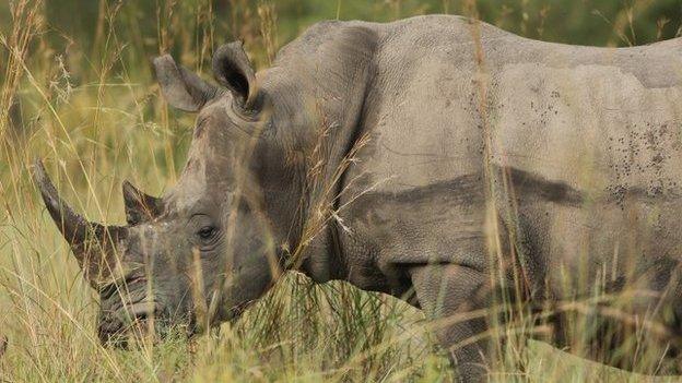 A rhino in Kruger National Park