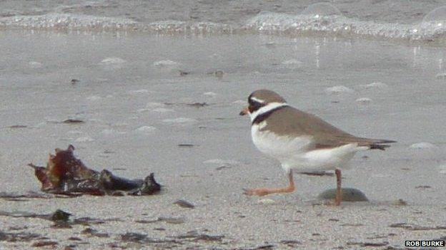 Ringed plover