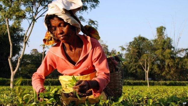 Assam tea garden