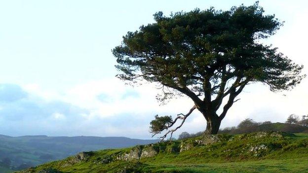 The Lonely Tree