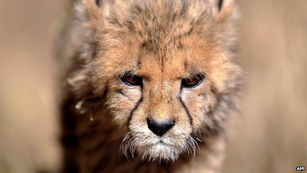 Cheetah cub