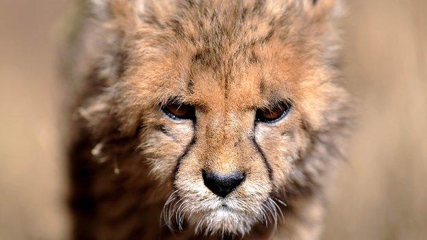 Cheetah cub