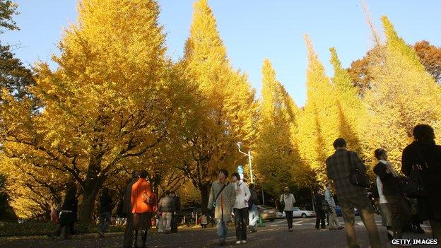 Japanese gingko trees in autumn