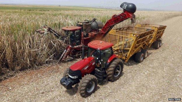 Sugar cane harvesting