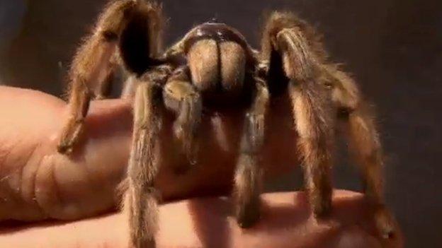 Baboon spider