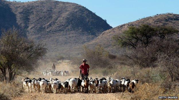 A man with a herd of goats on a farm near Gobabis, east of the capital Windhoek