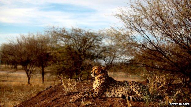 A cheetah lies at The Cheetah Conservation Fund (CCF) center in Otjiwarongo, Namibia