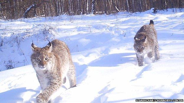 Lynx in the Chernobyl Exclusion Zone (Image courtesy of Sergey Gashchak/Chornobyl Center, Ukraine)