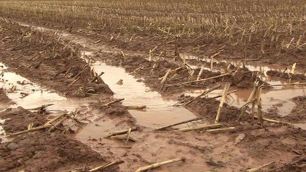 Maize field