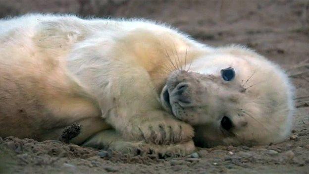 Seal pup at Blakeney