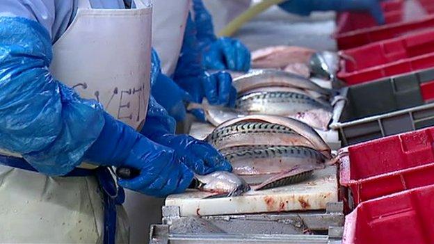 Mackerel being filleted at Lunar Freezing