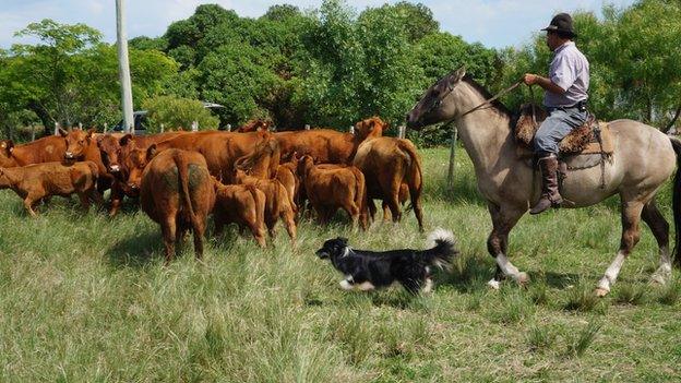 A farm worker in Uruguay herds cattle