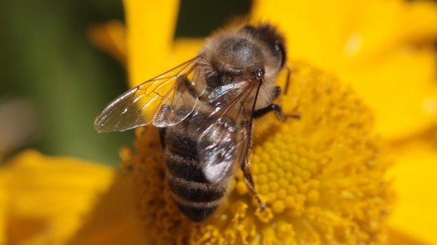 A honey bee feeding on nectar from a flower