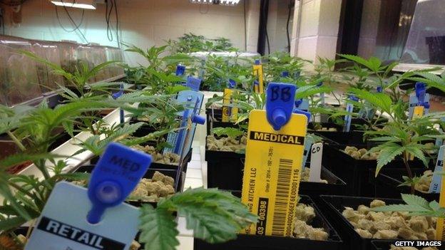 Small marijuana plants are viewed at The Growing Kitchen in Lafayette, Colorado 23 October 2014