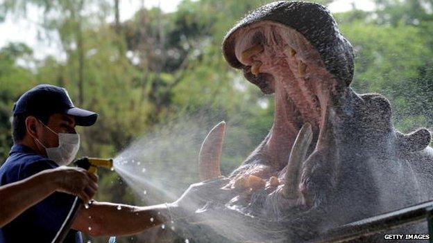 Orion on January 27, 2010 at the Santa Fe Zoo, in Medellin, Antioquia Department, Colombia. Orion, 9, was born in captivaty from a hippo once owned by drug lord Pablo Escobar.