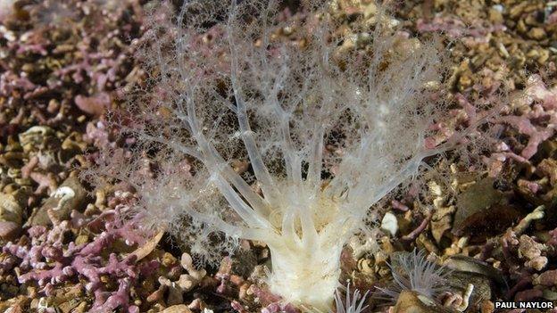 Sea cucumber on a maerl bed