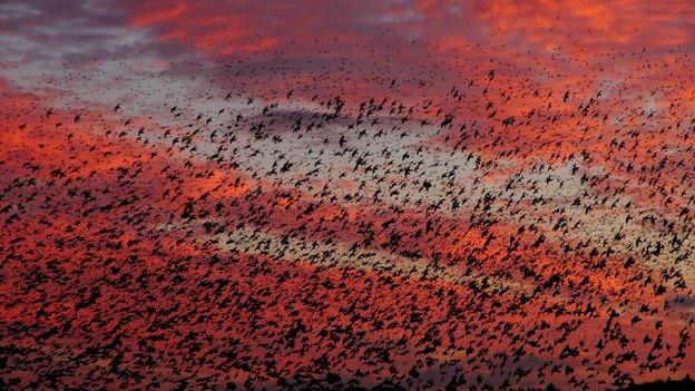 Starlings at sunset on Somerset Levels