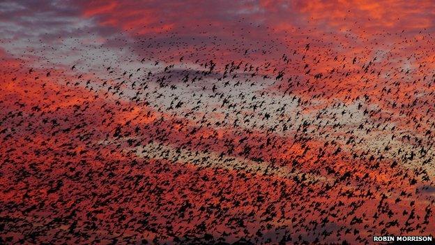 Starlings at sunset on Somerset Levels