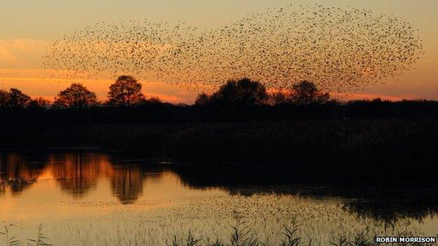 Starling murmuration on Somerset Levels