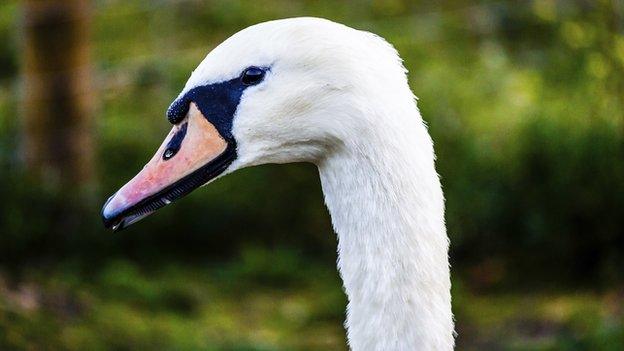 A swan