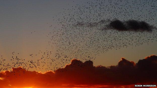 Starlings at sunset on Somerset Levels