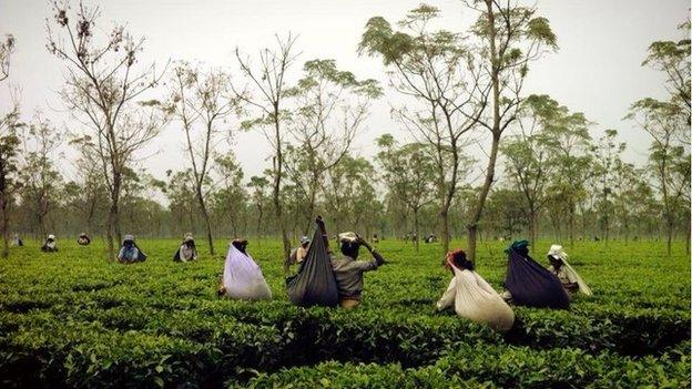 Jalpaiguri tea garden