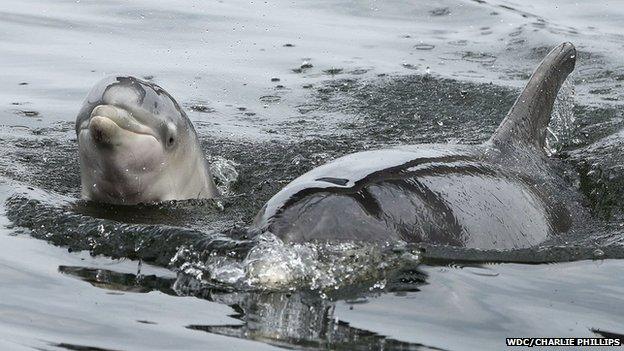 Adult dolphin and baby