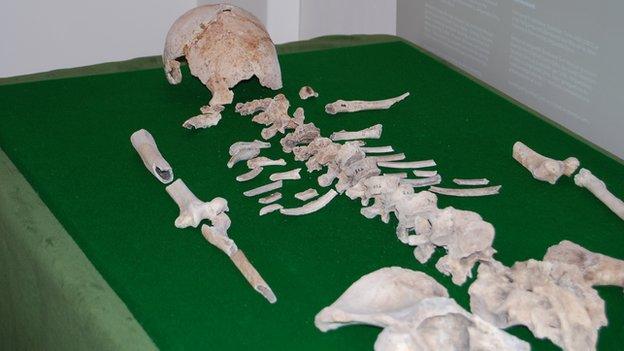 Blodwen's bones laid out on a table