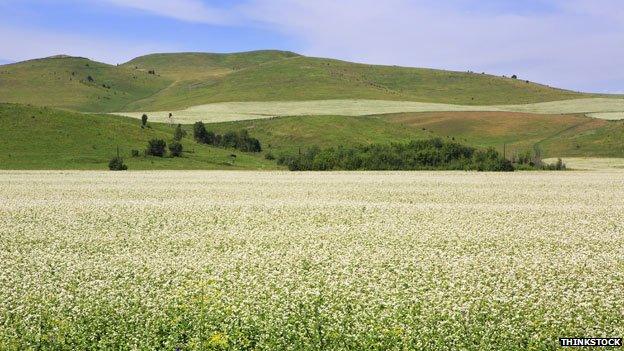 A field of buckwheat in Russia