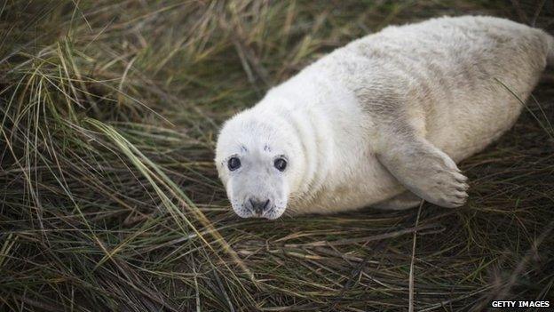 Seal pup at Donna Nook Nature Reserve