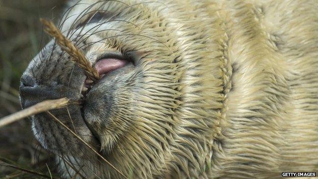 Seal pup at Donna Nook Nature Reserve