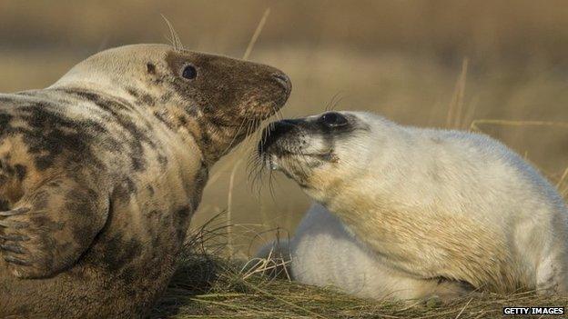 Seals at Donna Nook