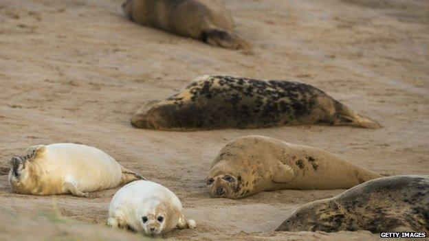 Seals at Donna Nook