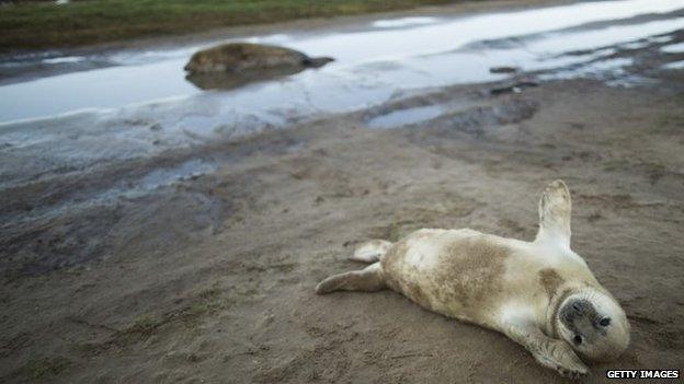 Seals at Donna Nook