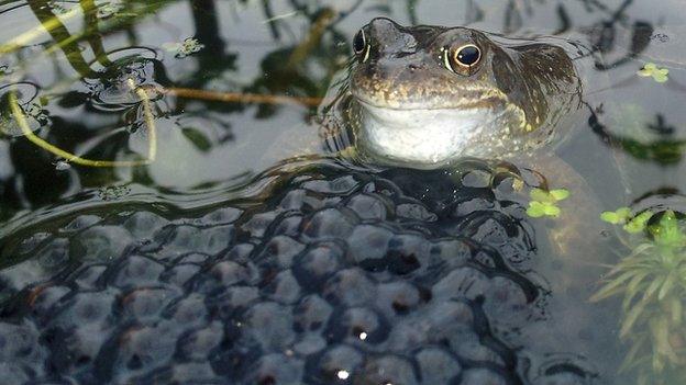 Frog and frogspawn