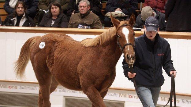 A Frankel foal on sale in Newmarket