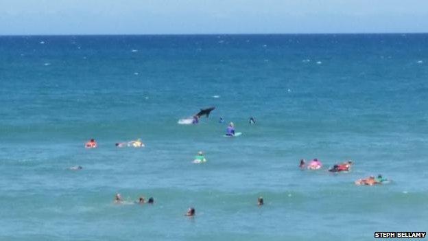 A photo of a shark leaping out of the water at Macauley's Beach, Coffs Harbour, 30 November 2014